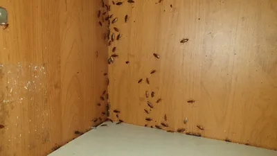 Что едят тараканы | Что привлекает тараканов | Что делать ?