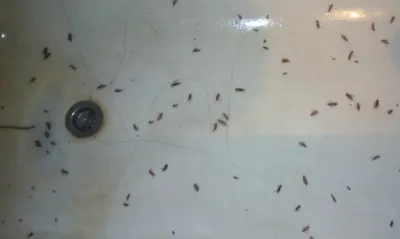 Уничтожение тараканов в Москве после обработки и истребления в квартире от  СЭС Биотрикс