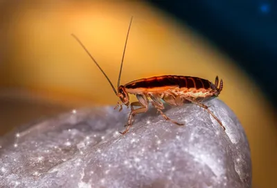 Лесные тараканы в доме: бледный таракан, лапландский, или таракан  Бернштейна? | Клопределитель #8 - YouTube