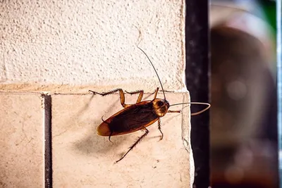 Как не допустить появления тараканов в квартире?