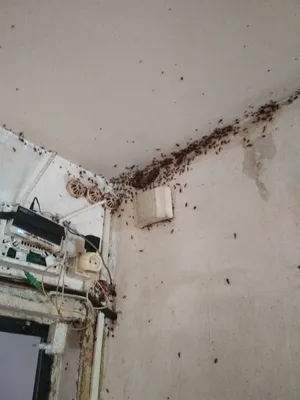 Тараканы в квартире: вид мебельный таракан
