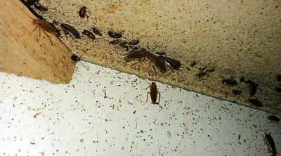 7 способов быстро вывести тараканов в квартире - Dr.Klaus - Доктор клаус