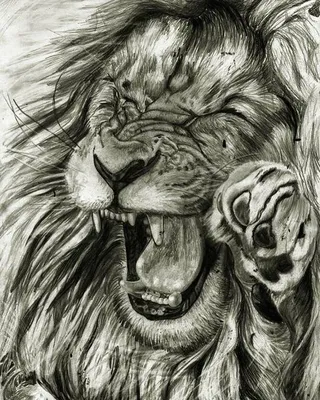 Эскиз льва - 68 фото