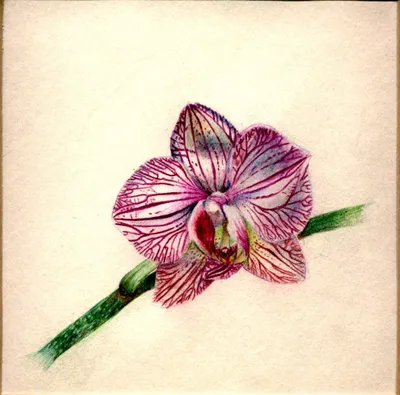 Изображение тату орхидея на руке: скачать в высоком разрешении