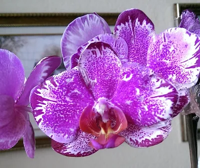 Тату орхидеи на руке: для ценителей красоты