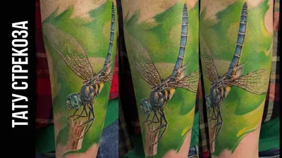 Татуировка стрекозы на руке: фото в формате квадрата