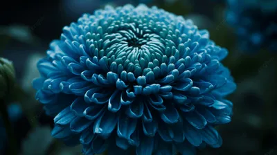 темно синие цветы обои хризантемы обои обои, голубой цветок хризантемы,  цветок, завод фон картинки и Фото для бесплатной загрузки
