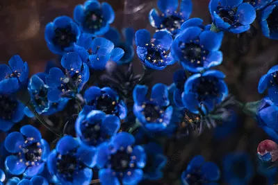 Красивый темно синий восковой цветок Фон И картинка для бесплатной загрузки  - Pngtree