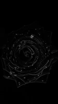 Цветы прекрасного цвета абстрактных серые и черные листья темной фона темных  текстурируют знамя графики темной красочный фон Стоковое Изображение -  изображение насчитывающей цифрово, цветок: 213257835