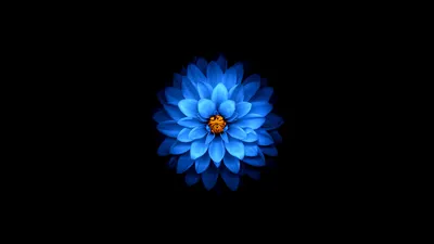 Синий цветок, темные обои Обои 3840x2160 4K Ultra HD
