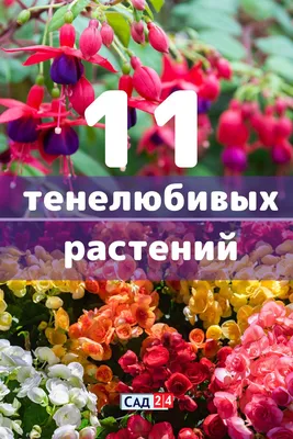 11 тенелюбивых растений которые живут в горшках | Тенелюбивые растения,  Растения, Цветы на веранде