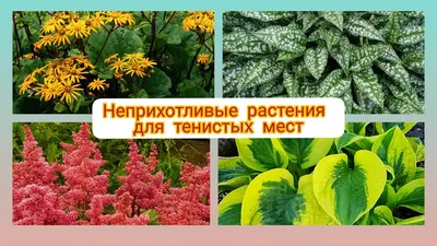 ЧТО ПОСАДИТЬ В ТЕНИ? Многолетние растения для тенистых мест. ЛУЧШИЕ тенелюбивые  цветы. - YouTube