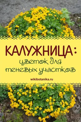 Калужница — цветок для теневых участков в 2023 г | Тенелюбивые растения,  Солнцелюбивые растения, Уличные растения