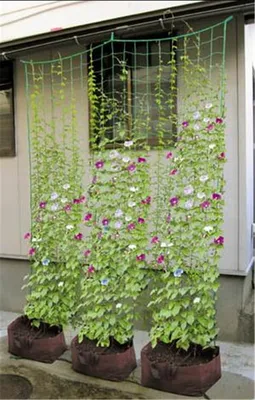 Фото комнатной Тетрастигмы: как украсить ваш дом красивым растением