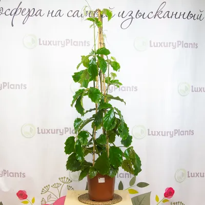 Изображение Тетрастигмы: необычное растение для вашего дома