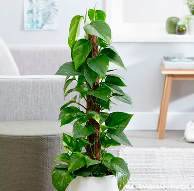 Тетрастигма: красивое растение для вашего дома