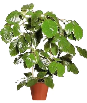 Картинка Тетрастигмы: красивое растение для вашего дома