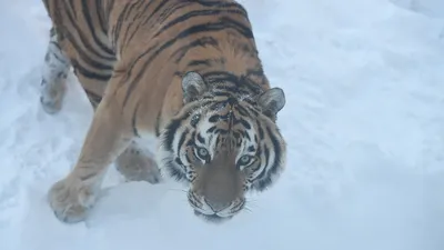 Амурский тигр». Конспект занятия для детей с нарушениями речи (28 фото).  Воспитателям детских садов, школьным учителям и педагогам - Маам.ру