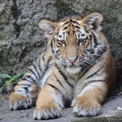 Тигренок — стоковые фотографии и другие картинки Тигр - Тигр, Тигрёнок,  Детёныш - iStock