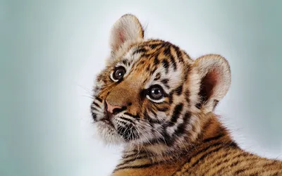 В Бакинском зоопарке впервые родился детеныш тигра - фото - 13.06.2022,  Sputnik Азербайджан