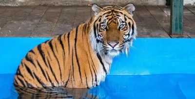 Тигренок — стоковые фотографии и другие картинки Тигрёнок - Тигрёнок,  Суматранский тигр, Детёныш - iStock