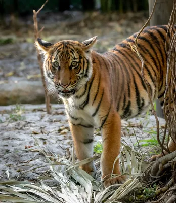 С виду тигр, а на деле тигренок: в Ленинградском зоопарке показали, как  подрос полосатый детеныш Зевз