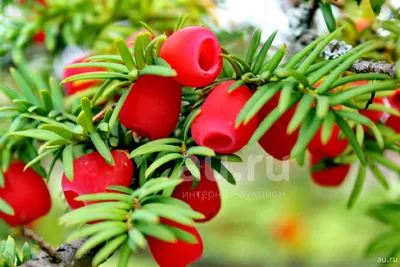 Тис ягодный купить в питомнике растений, доставка по Астрахани и  Астраханской области, саженцы, крупномеры, посадка и уход