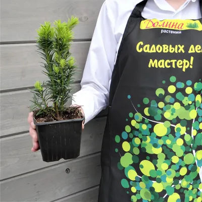 Тис ягодный - Тис - Хвойные растения - Декоративные деревья и кустарники -  GreenInfo.ru