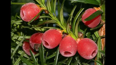 Тис ягодный: фото в тени деревьев