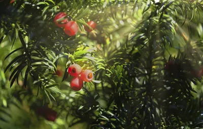 Фото Тиса ягодного в живописной природе