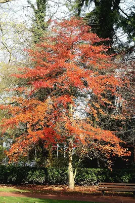 Изображение Тиса ягодного среди осенних листьев