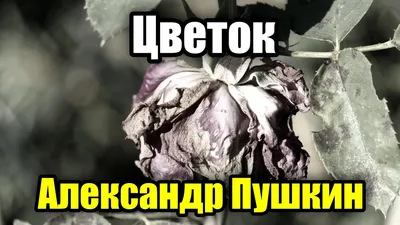 А.С. Пушкин - Цветок | Цветок засохший безуханный | Стихи слушать - YouTube
