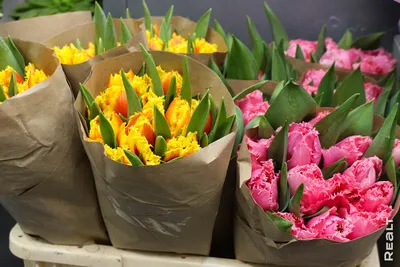 Нежные тюльпаны в коробке за 20 990 руб. | Бесплатная доставка цветов по  Москве