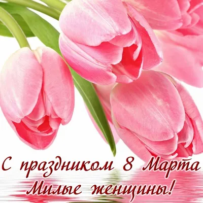 101 белый тюльпан в коробке за 19 490 руб. | Бесплатная доставка цветов по  Москве