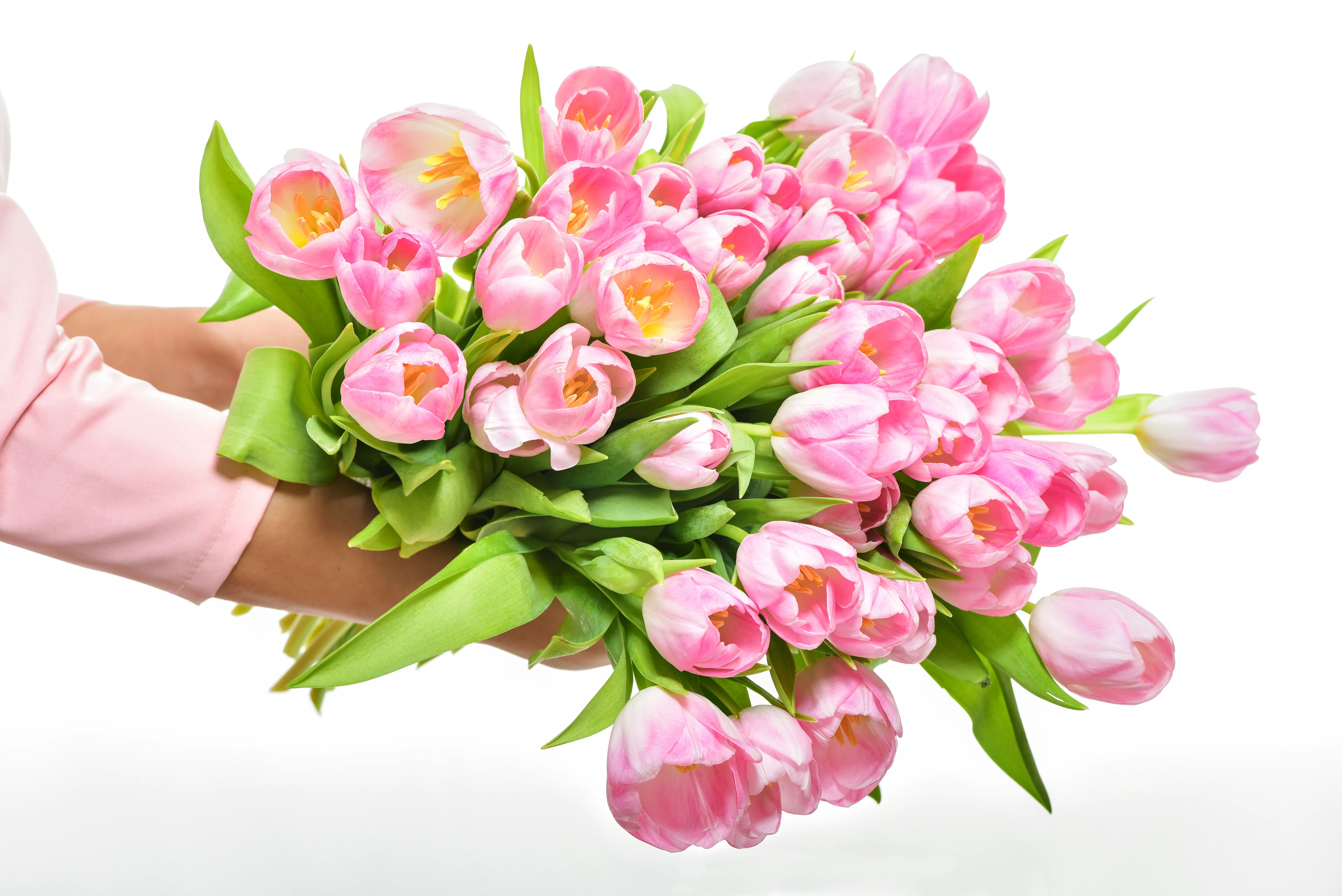 Что значат розовые тюльпаны. Букет тюльпанов. Розовые тюльпаны. Тюльпаны на белом фоне.