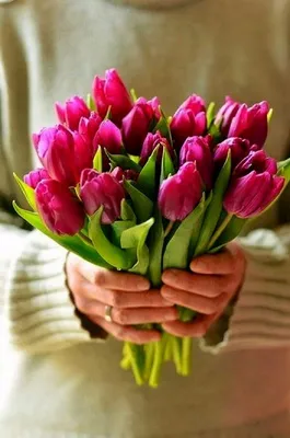 Изображение тюльпанов в руках: свежесть и красота природы