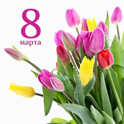 Киевляне скупают цветы к 8 Марта: почем продают тюльпаны, розы и мимозы -  ХВИЛЯ