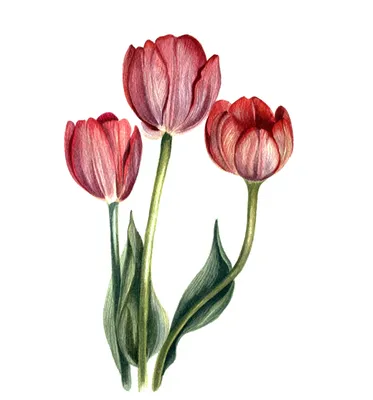 Tulips | тюльпаны в 2023 г | Цветочные картины, Акварельные иллюстрации,  Тюльпаны
