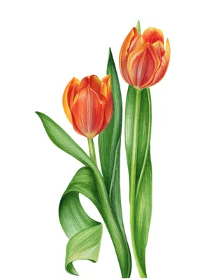 Рисуем букет тюльпанов. Поэтапный урок акварелью. | Блог 2d художницы (aka  Artibelka)