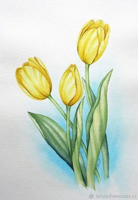Жёлтые тюльпаны - Акварель