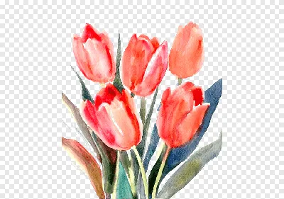Весенняя акварель: рисуем тюльпаны | Не художник, только учусь | Дзен
