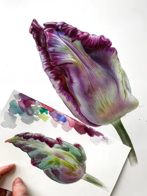 Многоцветный тюльпан акварелью