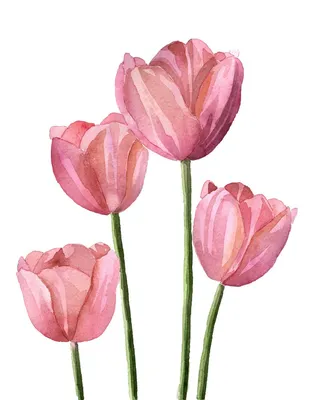 Тюльпаны акварелью на бумаге, 21*29,5 см №1086223 - купить в Украине на  Crafta.ua