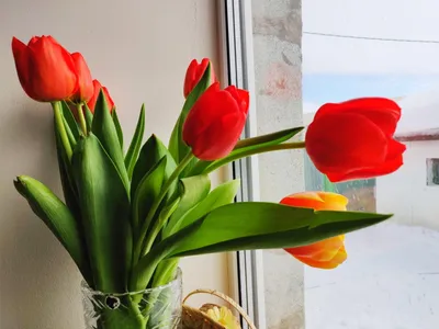 Букет тюльпанов дома - 70 фото