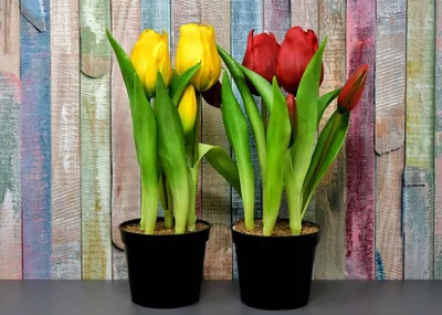 Как вырастить дома тюльпаны в горшке? Сделайте так — и цветы могут  появиться уже к 8 марта - Telegraf.news