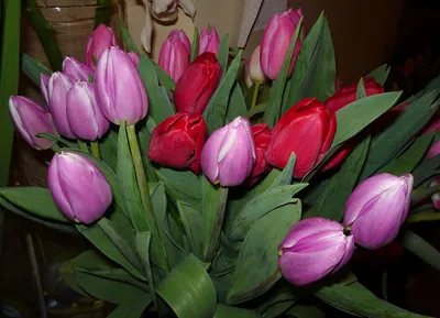 Тюльпаны домашнее (58 фото) »
