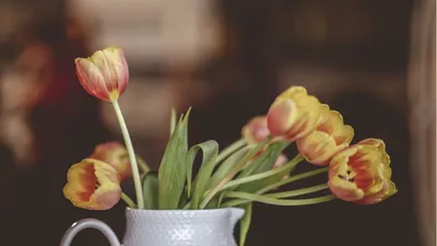 Как вырастить тюльпаны дома на подоконнике и любоваться их цветением всю  зиму | Назад в СССР ☆ Вспомним лучшее! | Дзен