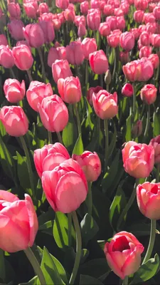 Тюльпаны | Flower background wallpaper, Flower wallpaper, Tulips art