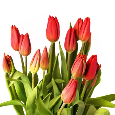 Сиреневые пионовидные тюльпаны