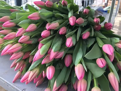 Пионовидные белые и сиреневые тюльпаны в коробке (L) до 149 тюльпанов -  купить в интернет-магазине Rosa Grand